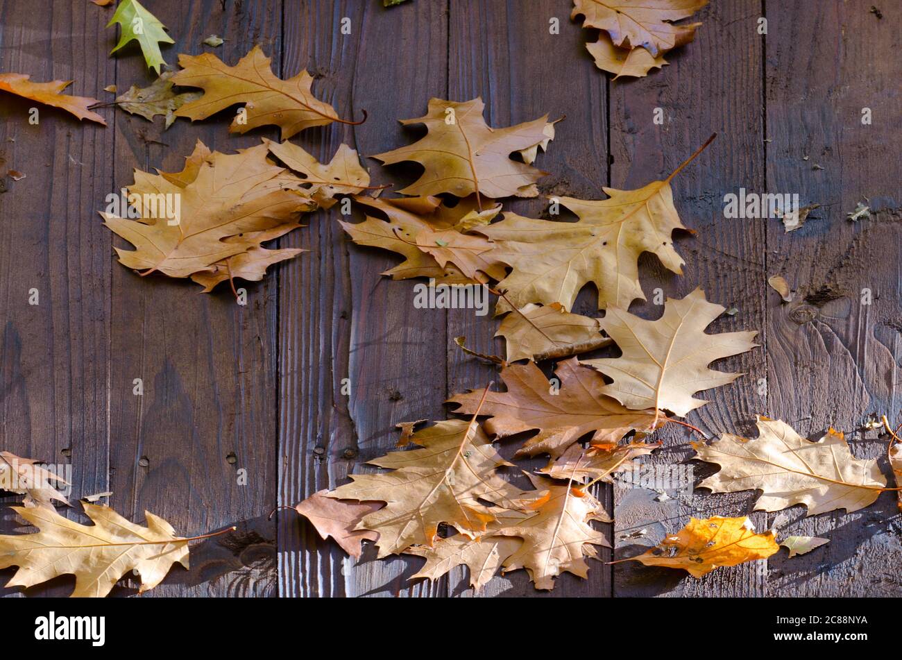 Fallen oak leaves on the wooden roof Stock Photo - Alamy