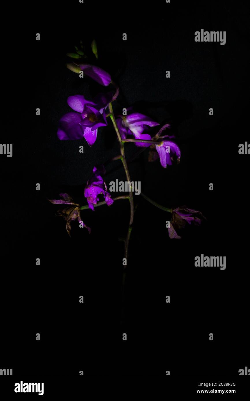 Amazon Jungle Flower High Resolution Stock Photography and Images Alamy