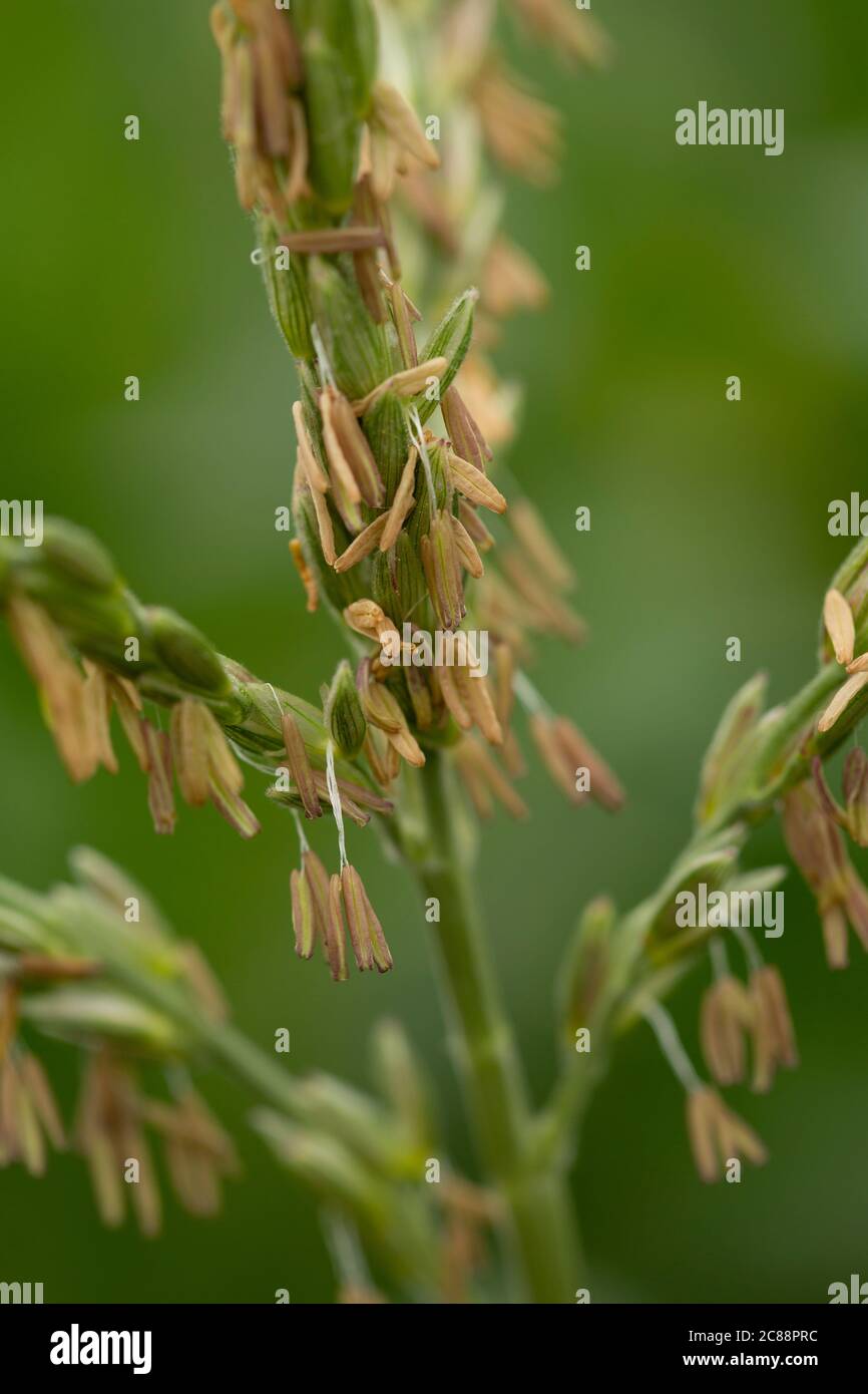 very top of the corn plant with seeds Stock Photo