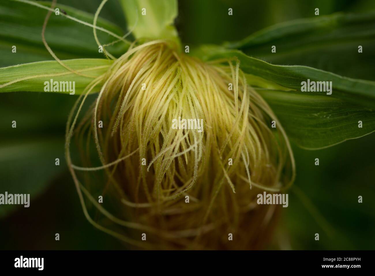 silk growing out of the top of a cob of corn on the plant Stock Photo