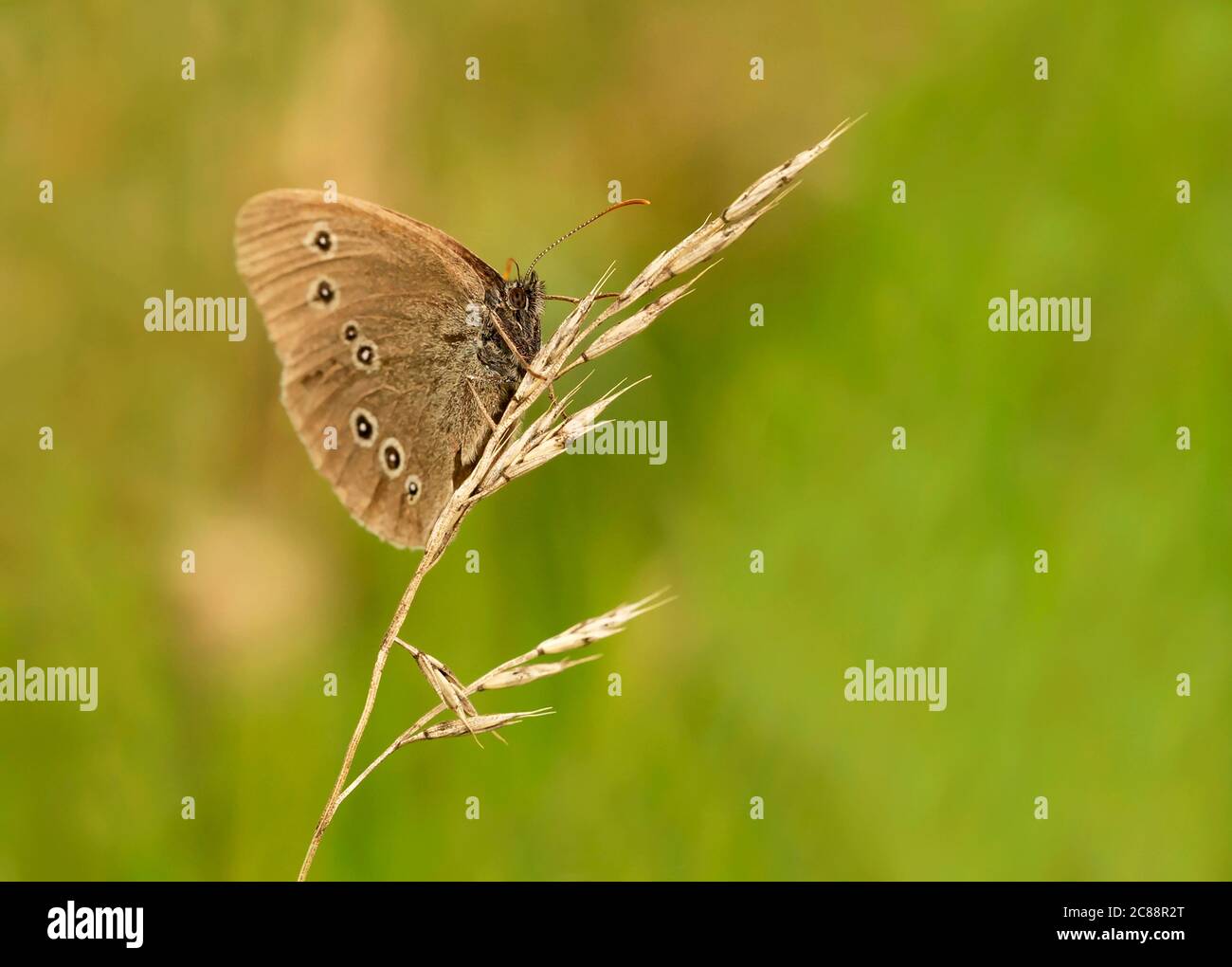 A Ringlet butterfly (Aphantopus hyperantus) on meadow grass, Warwickshire Stock Photo