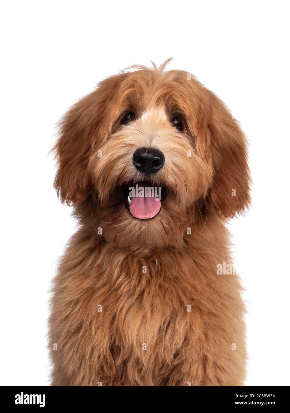 cobber complete puppy