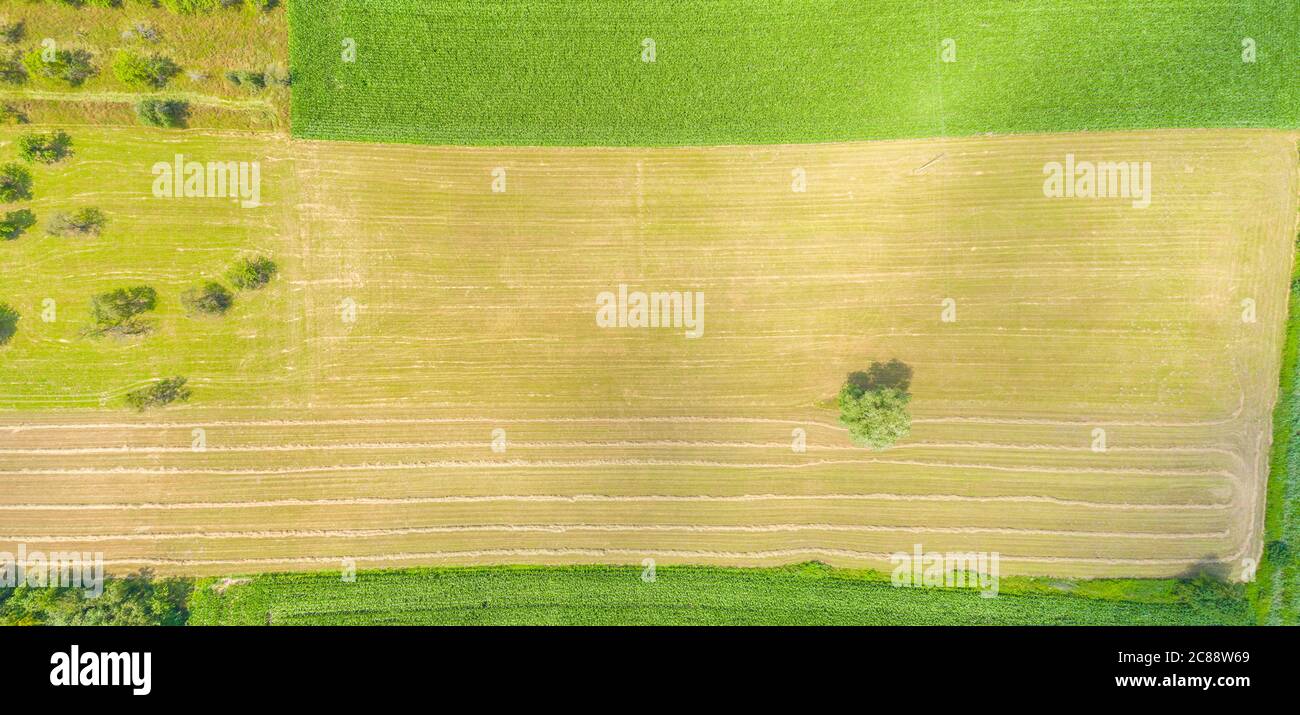 Top aerial panoramic view of green fields and meadows in summer ...
