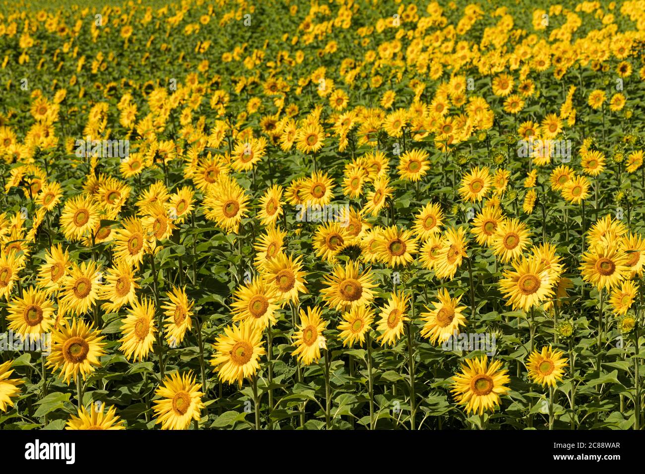 Close up of the sunflowers in a sunflower field at Mauds Heath
