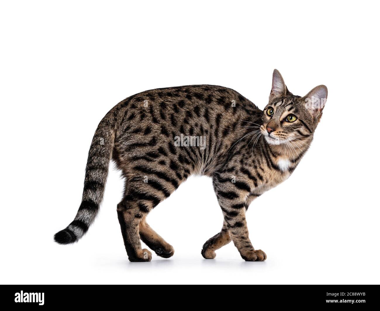 Cute young Savannah F7 cat walking side ways Looking over
