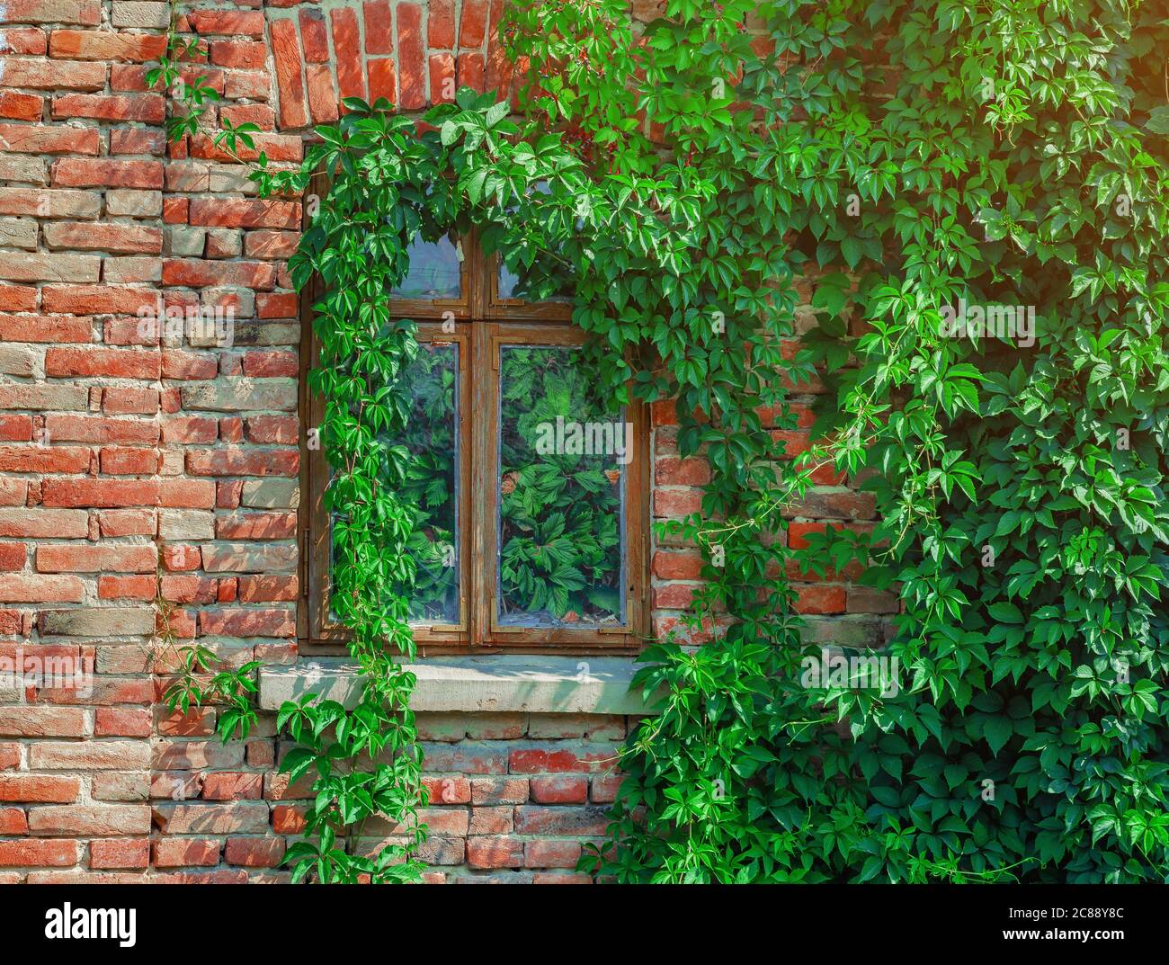 Old window in abandoned brick house is overgrown with vines. Leaves inside house. Stock Photo