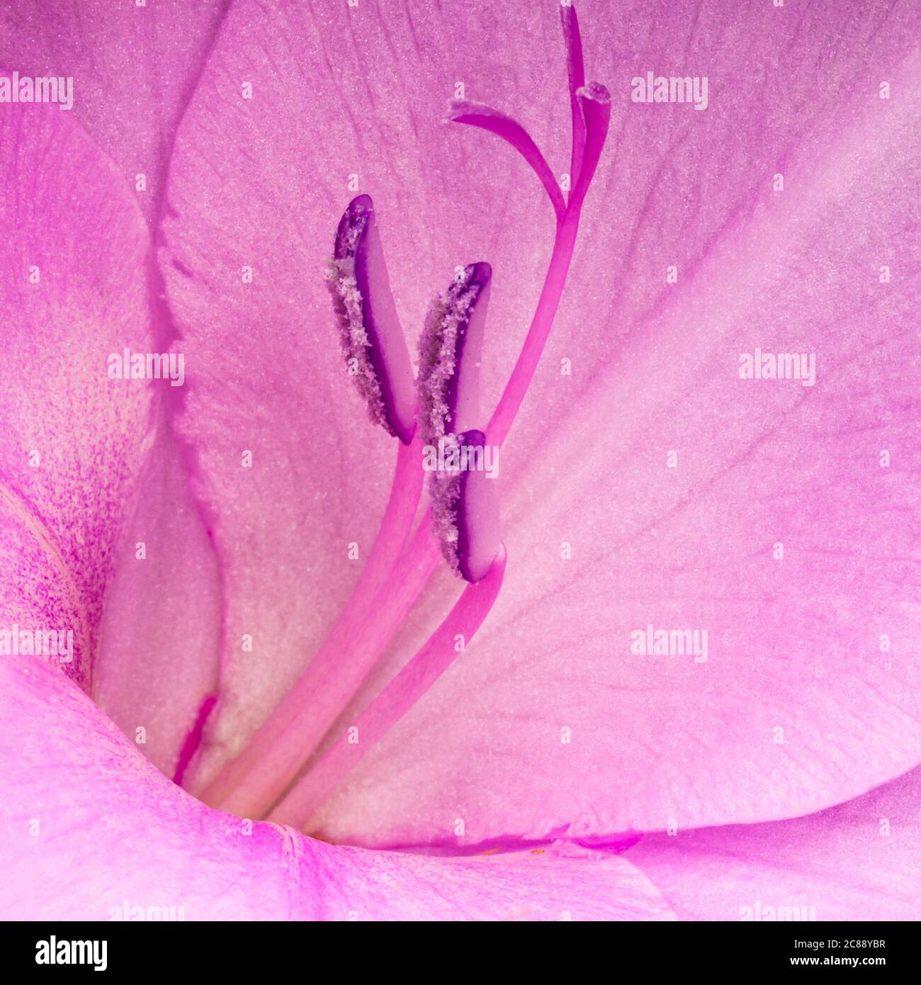 Gladiolus in close up Stock Photo