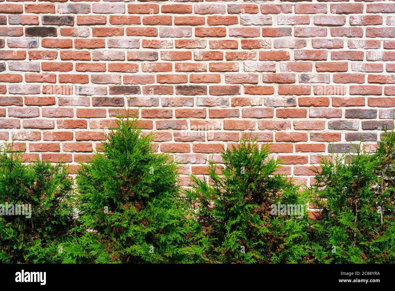 Plant Against Brick Wall High Resolution Stock Photography and Images