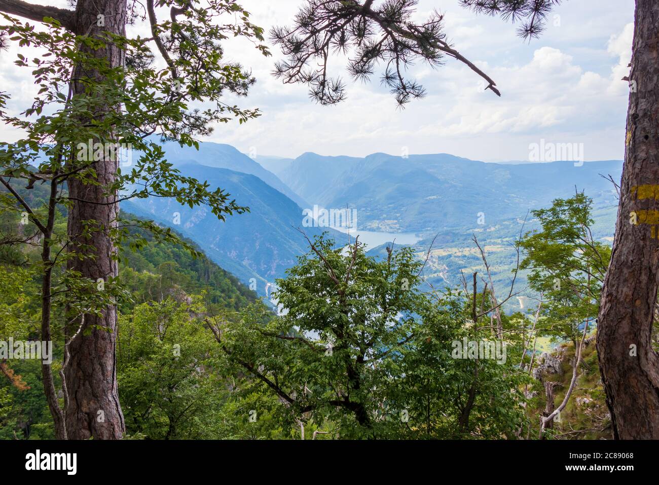 Tara mountain, National park in Serbia Stock Photo