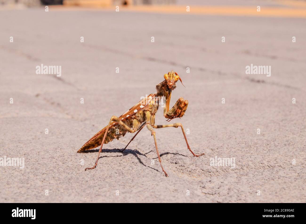 Brown Colored Adult Smart Insect Mantis Religiosa Stock Photo - Alamy
