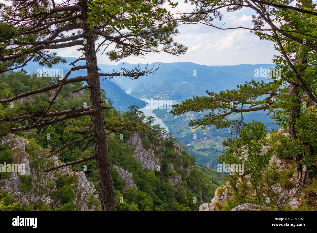 Tara mountain, National park in Serbia Stock Photo