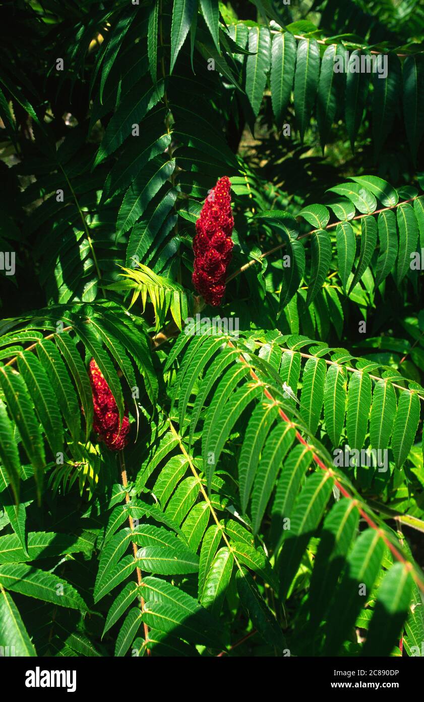 Sumac in bloom hires stock photography and images Alamy