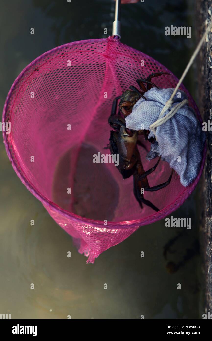 Brown crabs clinging on to crabbing bag with net, West Wittering,  Chichester, UK July 2020 Stock Photo - Alamy