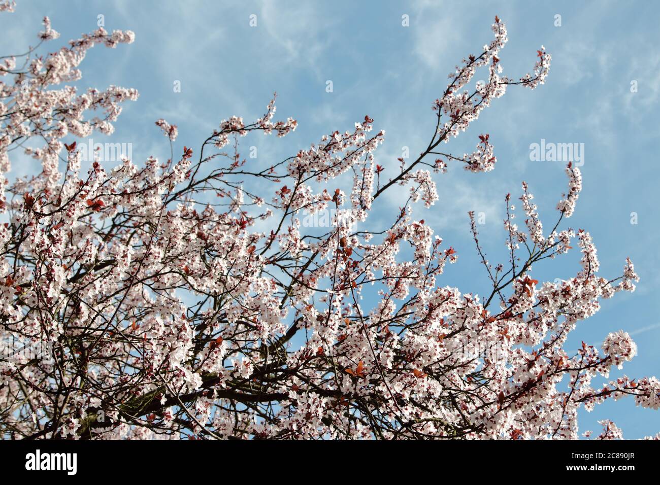 Cherry blossom tree branches with blue cloudy sky in the background Stock Photo