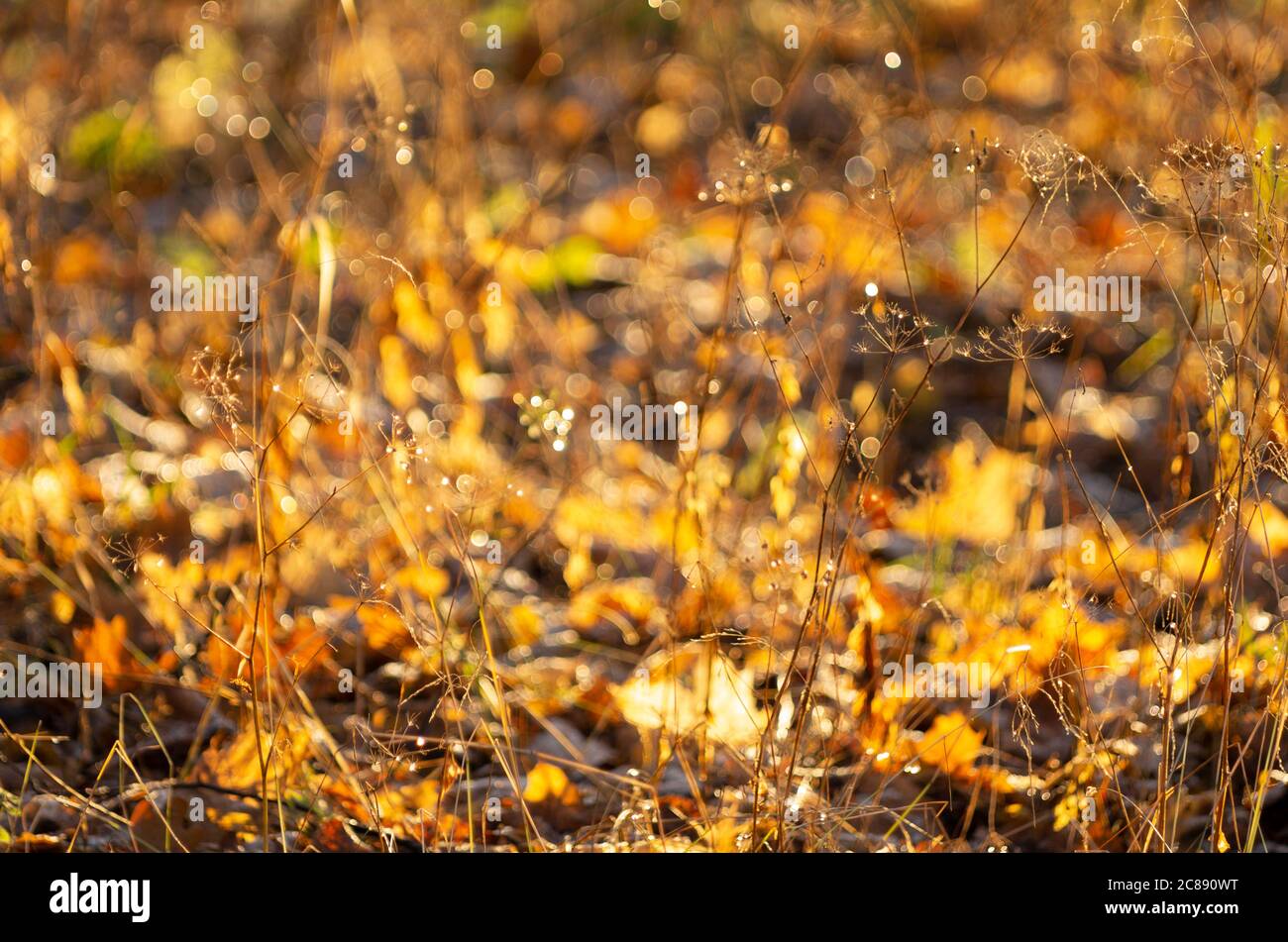 Dry plants on a beautiful autumn background with a wonderful bokeh Stock Photo