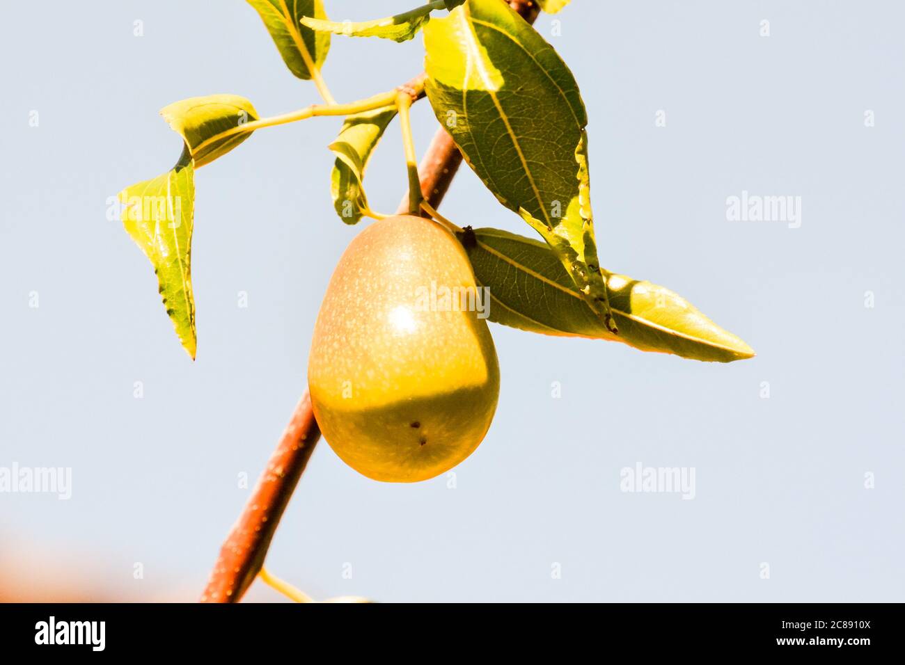 Page 4 Zizyphus Zizyphus High Resolution Stock Photography And Images Alamy