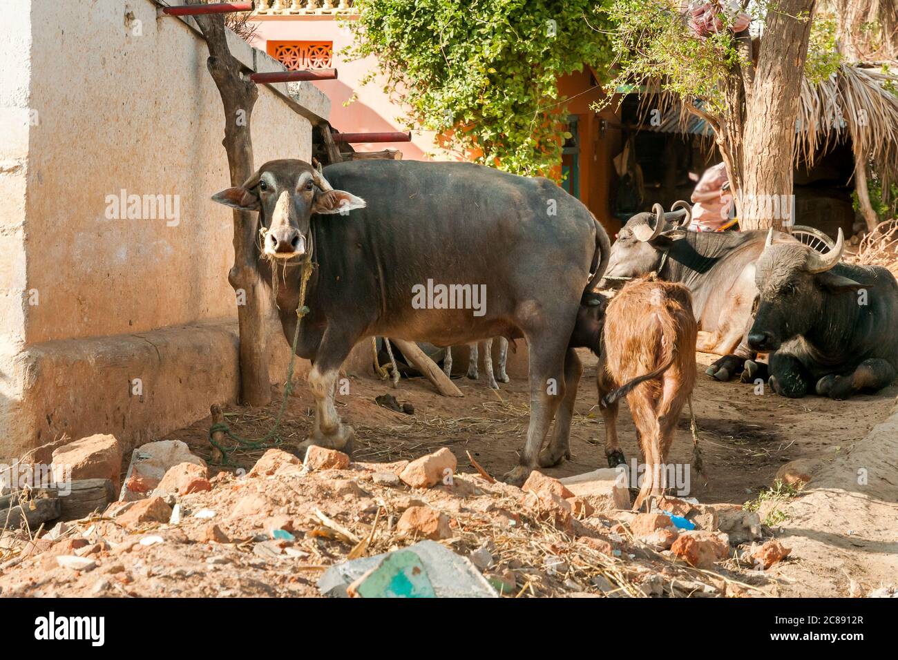 Indian brown Cow suckles calf in small Indian village. Stock Photo
