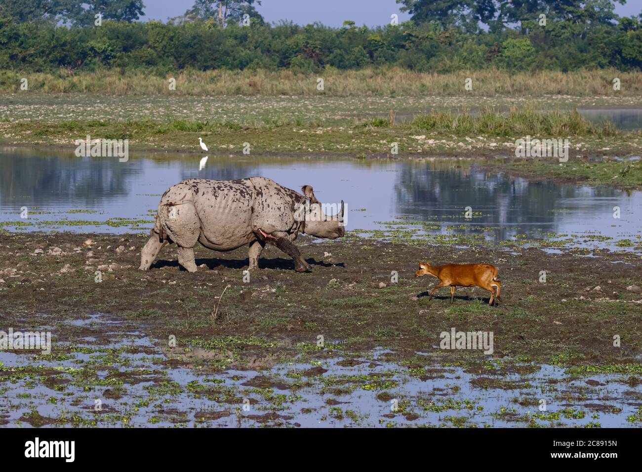 An image of a one horned rhino and a Hog deer standing facing each other in the grasslands in a national park in Assam India Stock Photo