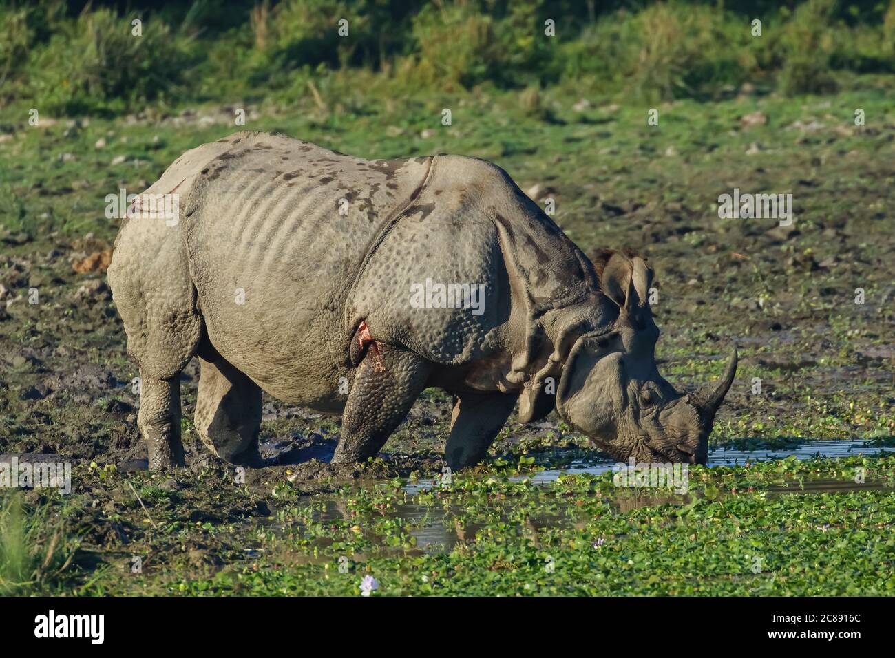 A single horn rhino also called one horn rhino grazing grass in the wet lands of Assam India at Kaziranga national park Stock Photo