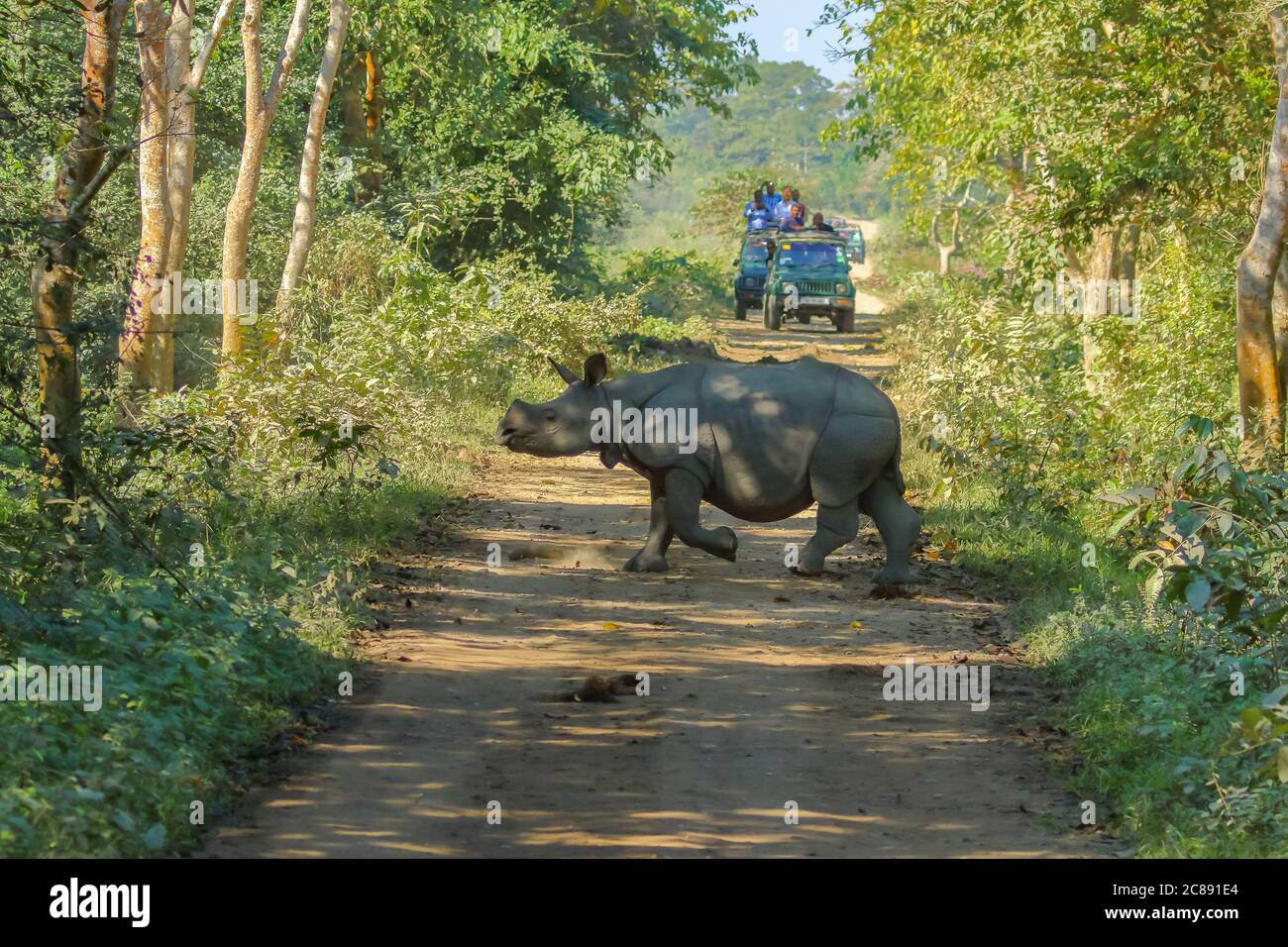 Lone rhinos walking on a track in a jungle and being watched by tourists on jeep safari at Kaziranga national park in Assam India on 8 December 2016 Stock Photo
