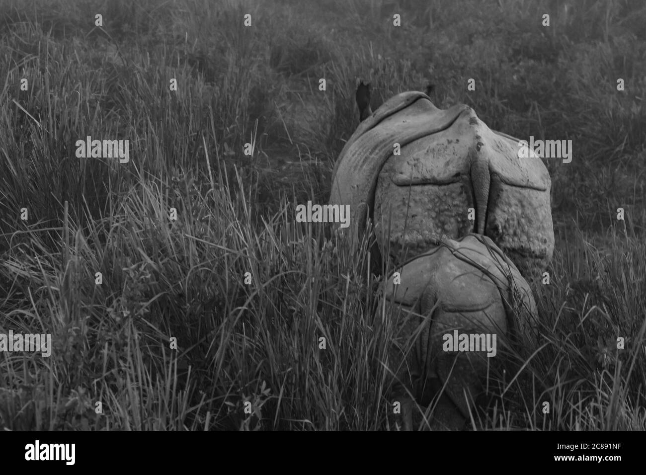 An abstract monochrome image of the back of a mother one horned rhino with its cub behind it amidst tall grass in a national park in Assam India Stock Photo