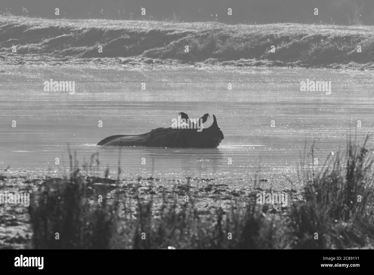 A silhouette of a single horned rhino siting inside water and cooling off in Assam India on 7 December 2016 in a national park Stock Photo