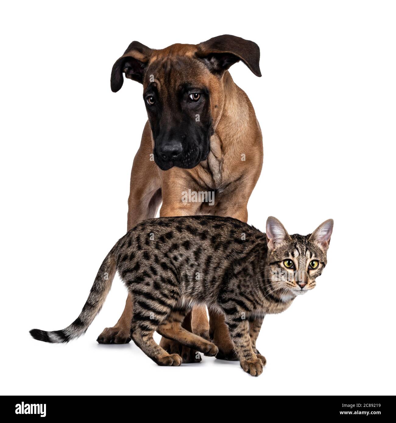 savannah cat compared to dog