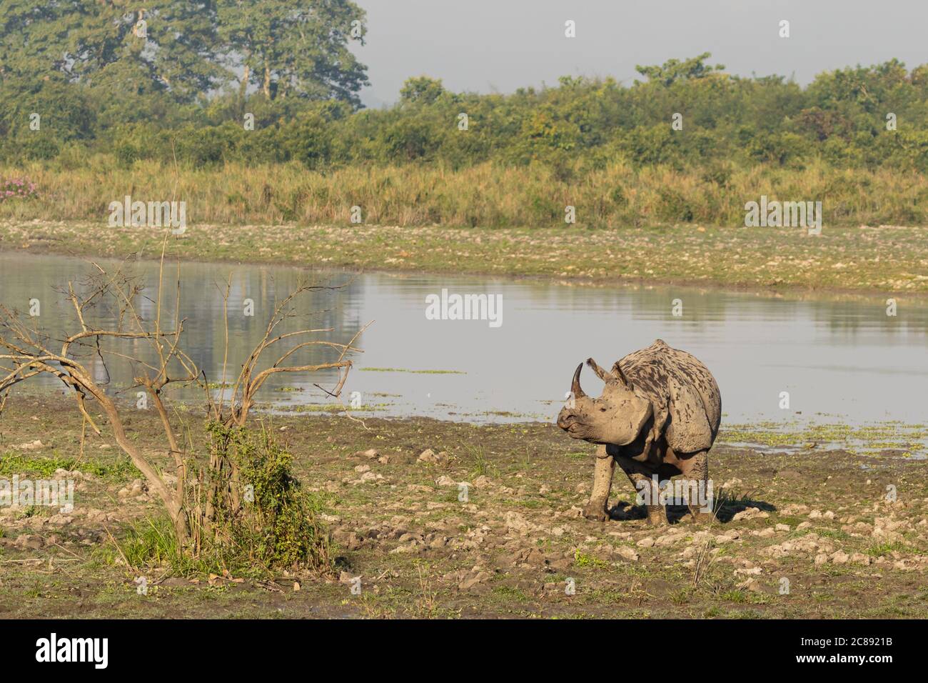 A one horned rhino standing amidst tall grass in a national park in Assam India Stock Photo