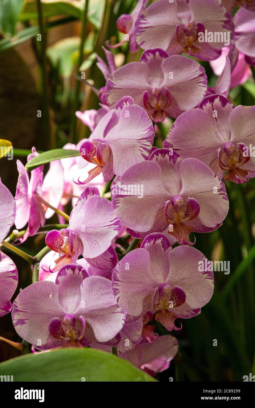 Orchid garden in Hong Kong city, China, tropical plants in wet forest