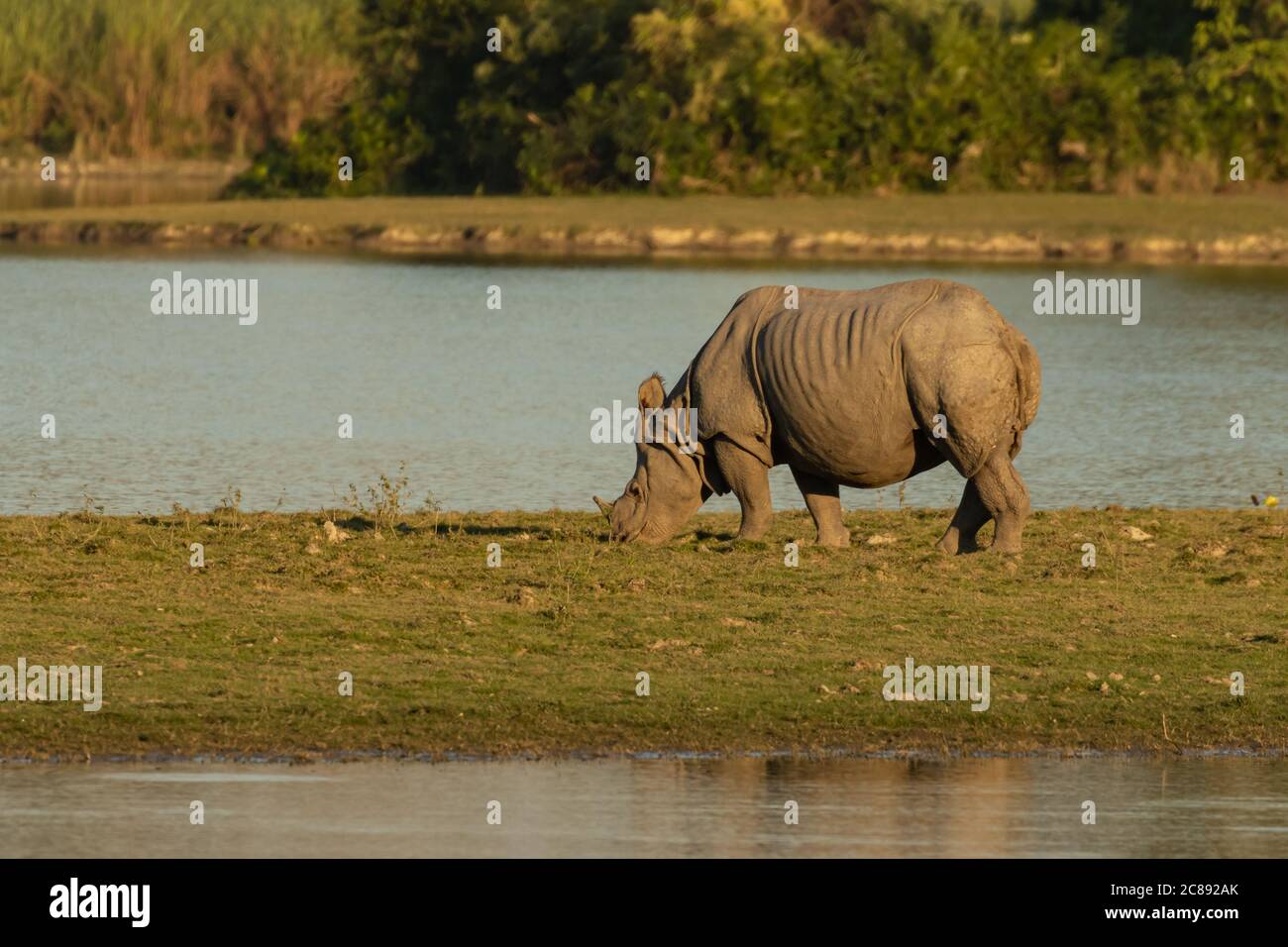 A single horn rhino also called one horn rhino grazing grass in the wet lands of Assam India at Kaziranga national park Stock Photo