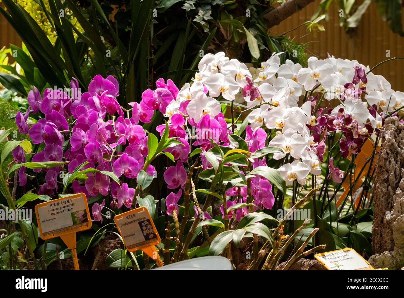Orchid garden in Hong Kong city, China, tropical plants in wet forest