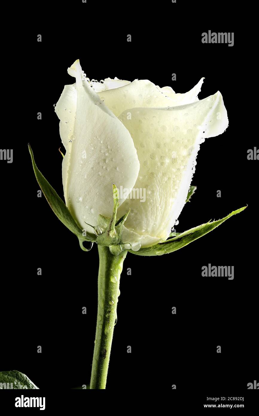 Rose detail blossom white drops hi-res stock photography and images - Alamy