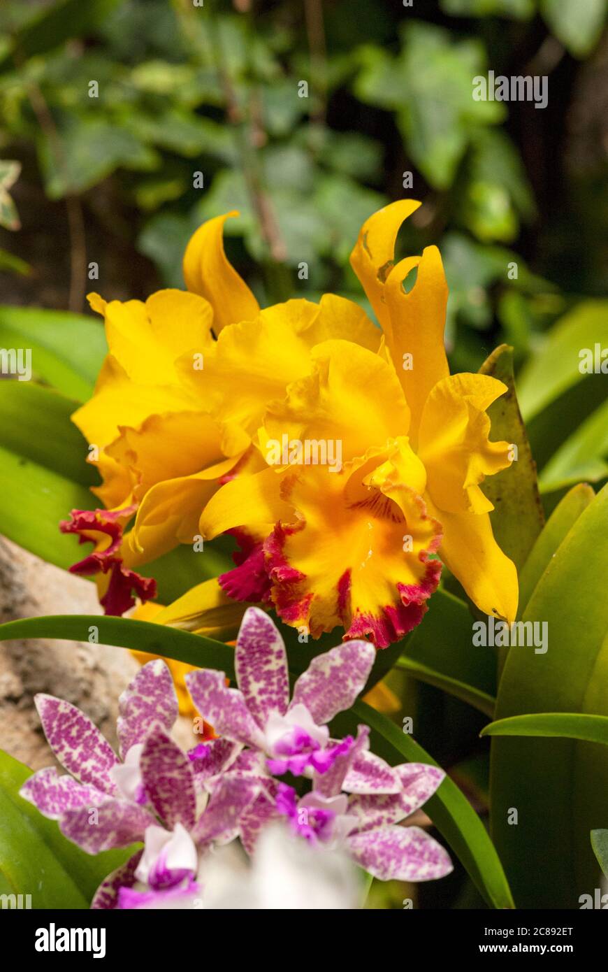 Orchid garden in Hong Kong city, China, tropical plants in wet forest
