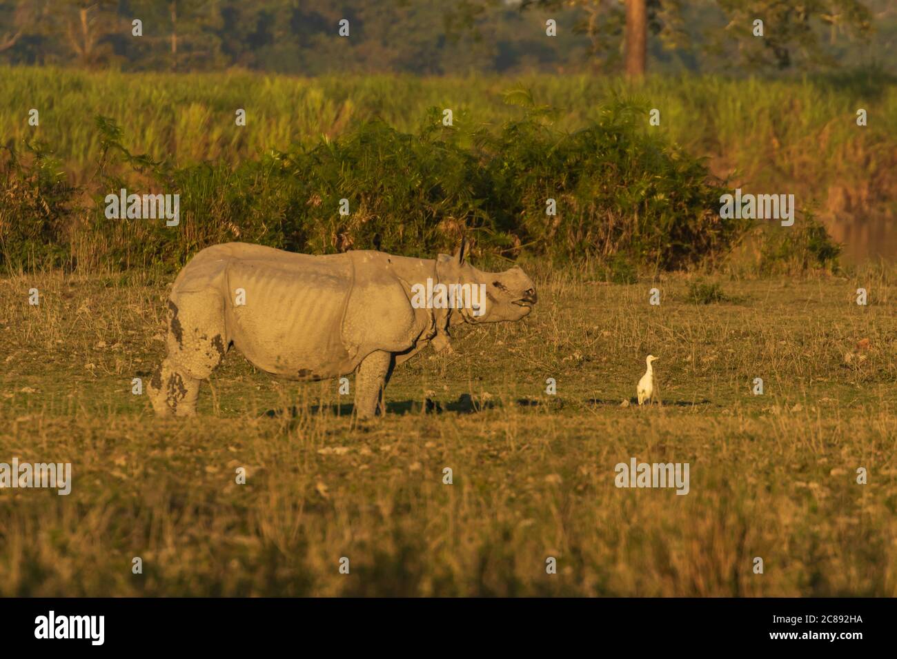 A one horned rhino standing amidst tall grass in a national park in Assam India Stock Photo