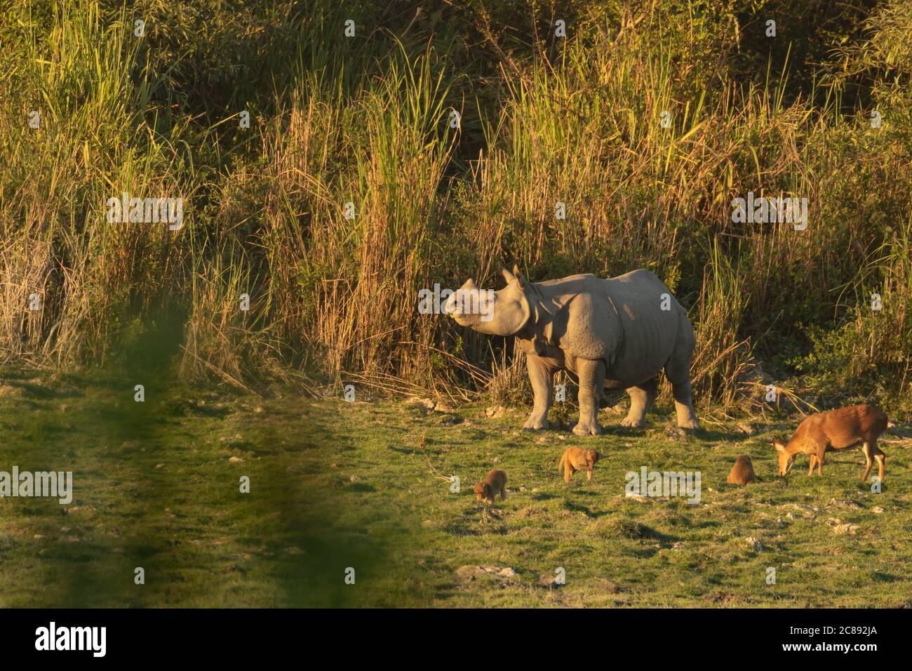 A one horned rhino standing amidst tall grass with other animals in a national park in Assam India Stock Photo