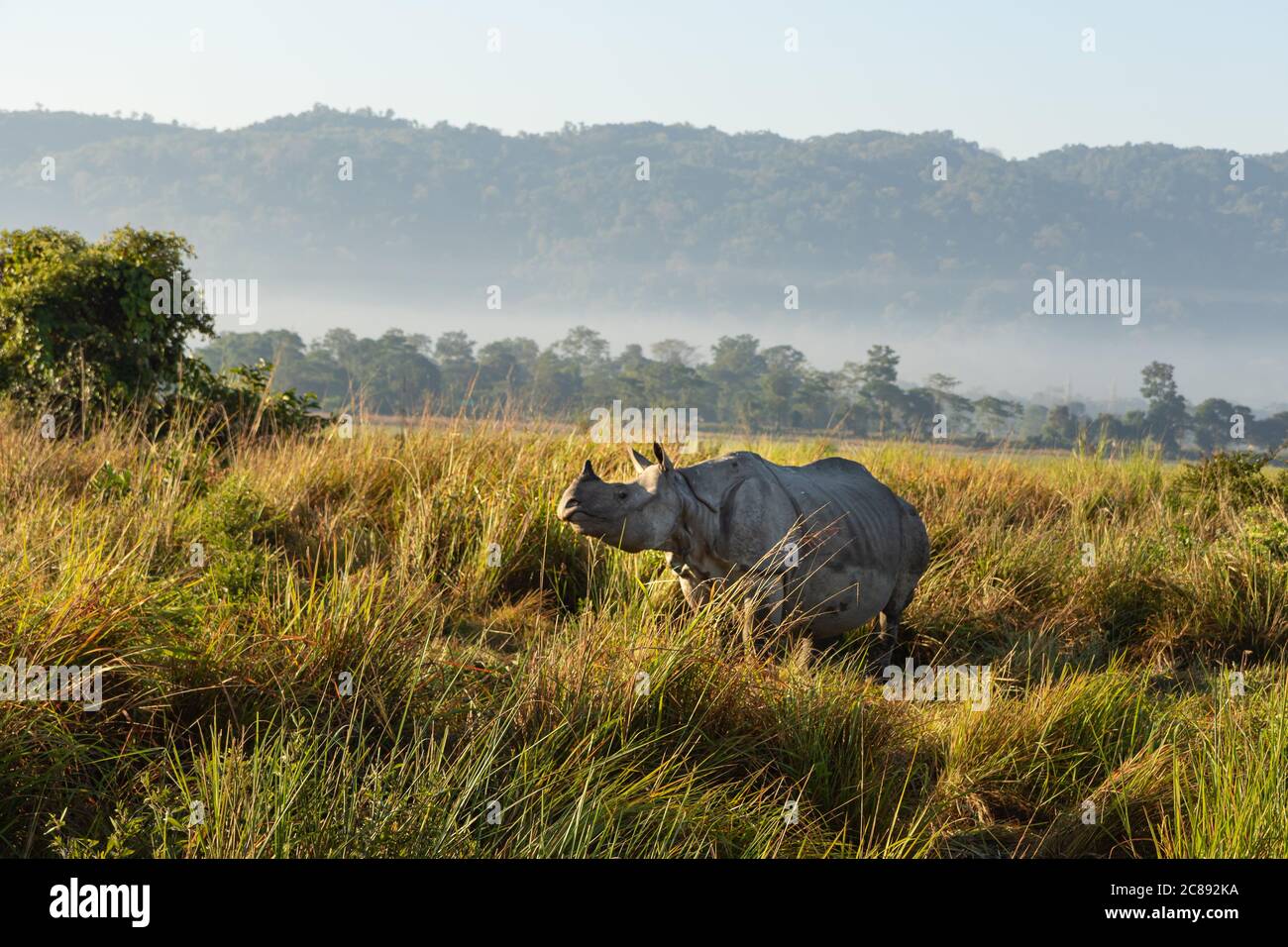 A one horned rhino standing amidst tall grass in a national park in