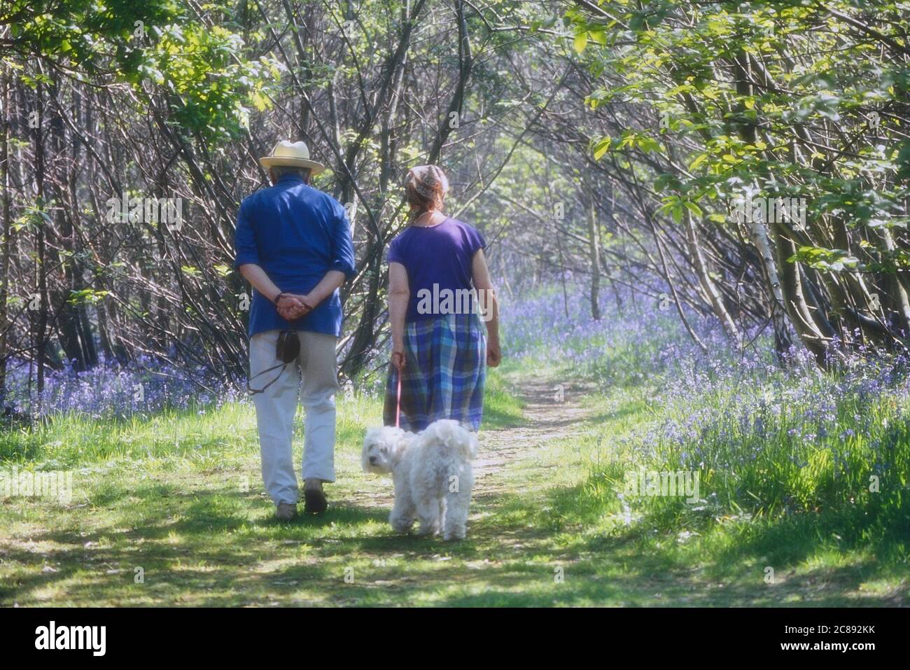Retired couple walking their pet dog in the Bluebell woods of Guestling Wood nature reserve. Hastings, East Sussex, England, UK Stock Photo
