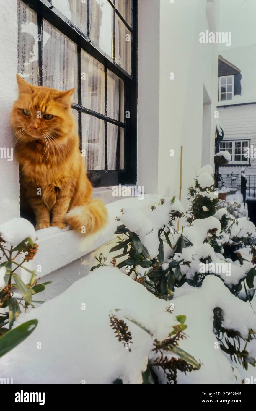 A ginger cat sitting on a window sill in the snow, Sinnock Square