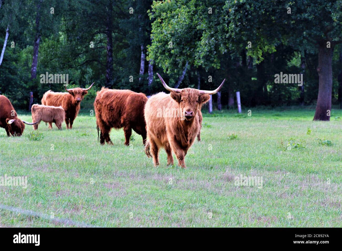 A Galloway cow on a green pasture Stock Photo - Alamy