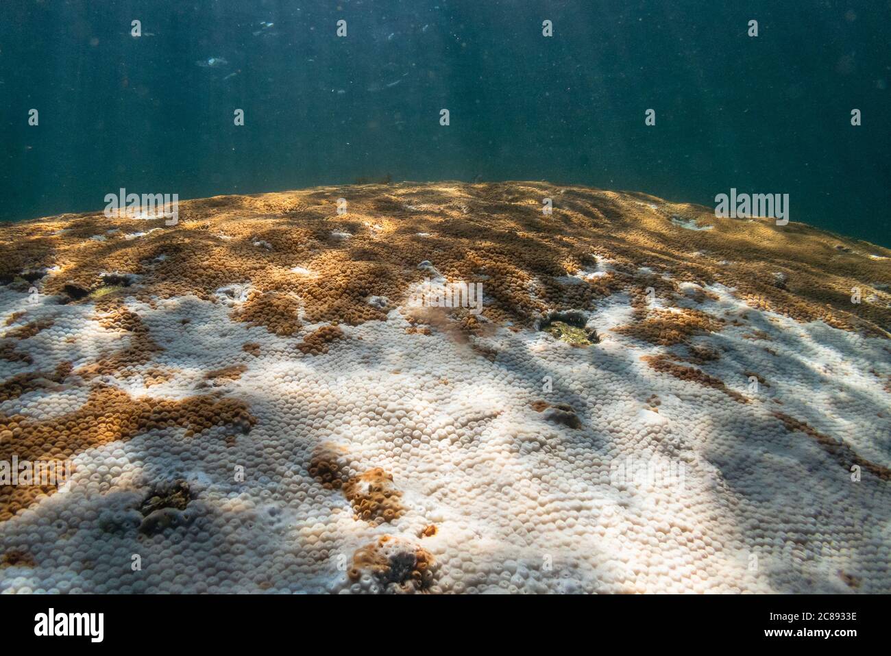Coral bleaching in Ilhabela, SE Brazil Stock Photo