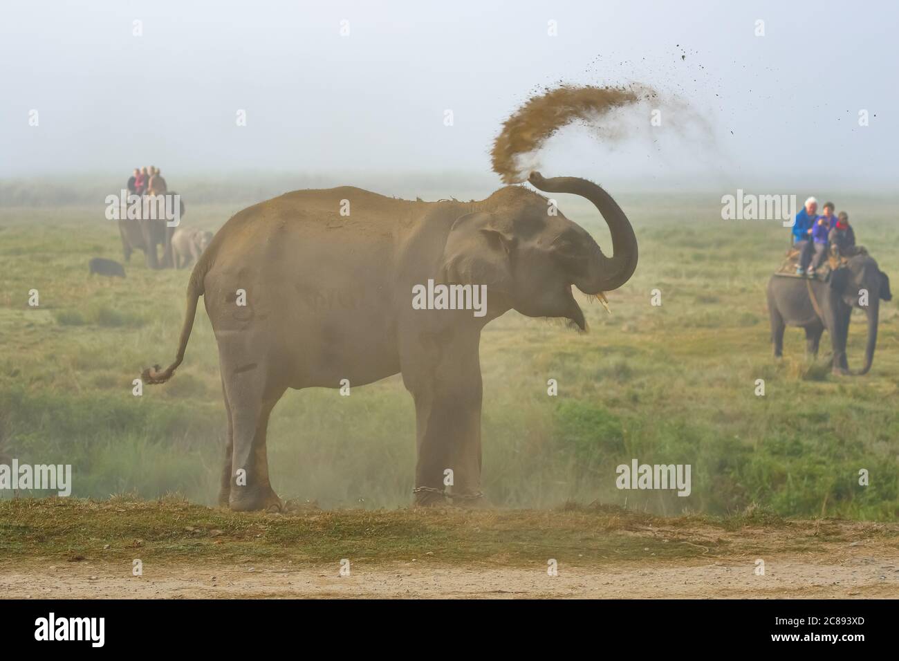 A selective focus image of a wild Asian Elephant with tusks standing at the edge of a jungle at a National park and splattering mud on its body at Wes Stock Photo