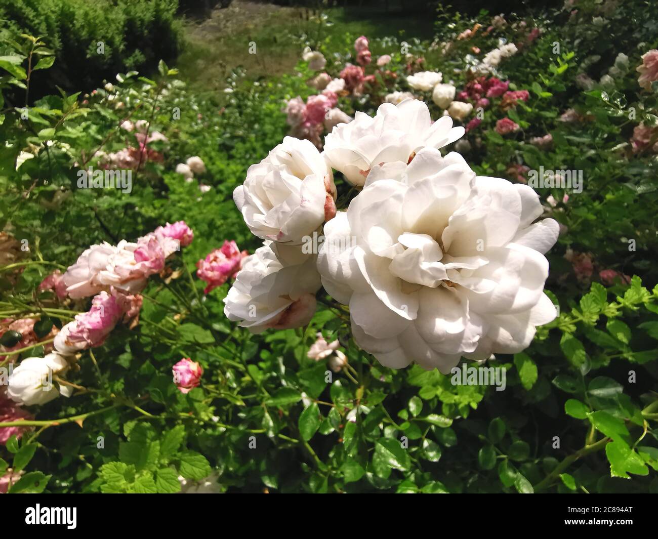 beautiful flowerbed with white and pink roses Stock Photo
