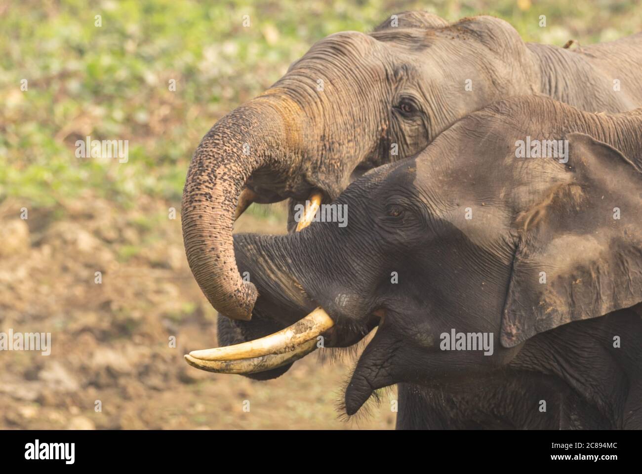 Two baby elephants with tusks playing together with their trunks and
