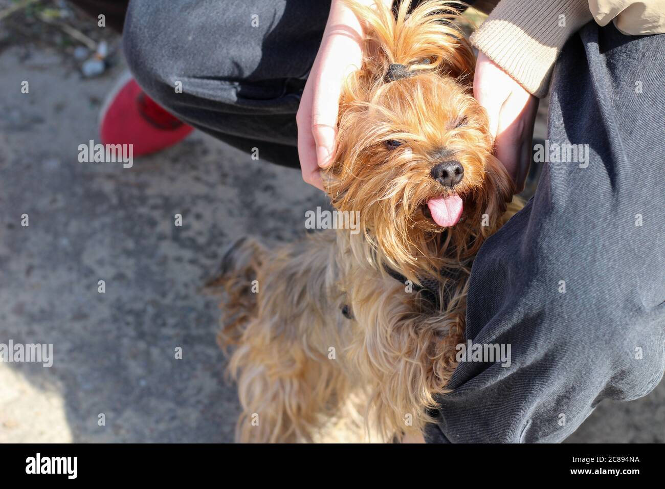 Why Does My Yorkie Keep Scratching