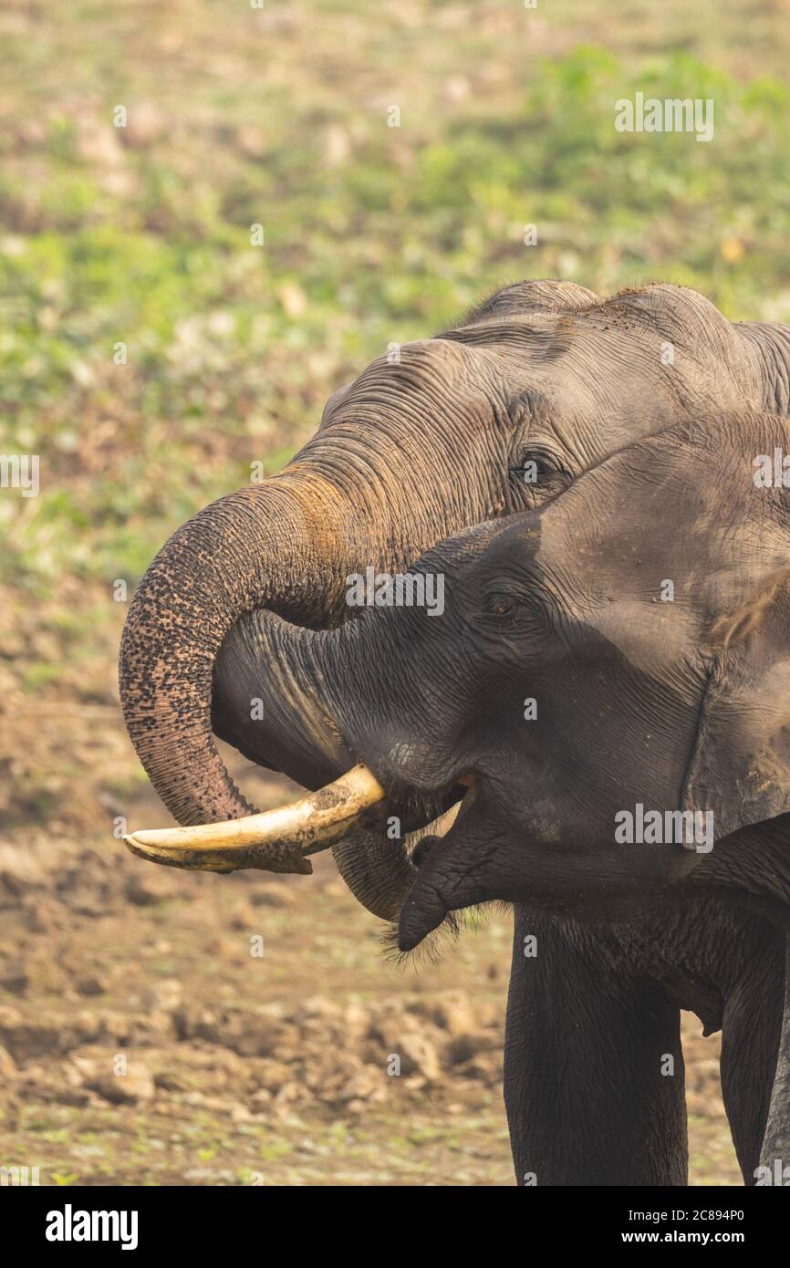 India elephant trunks hires stock photography and images Alamy