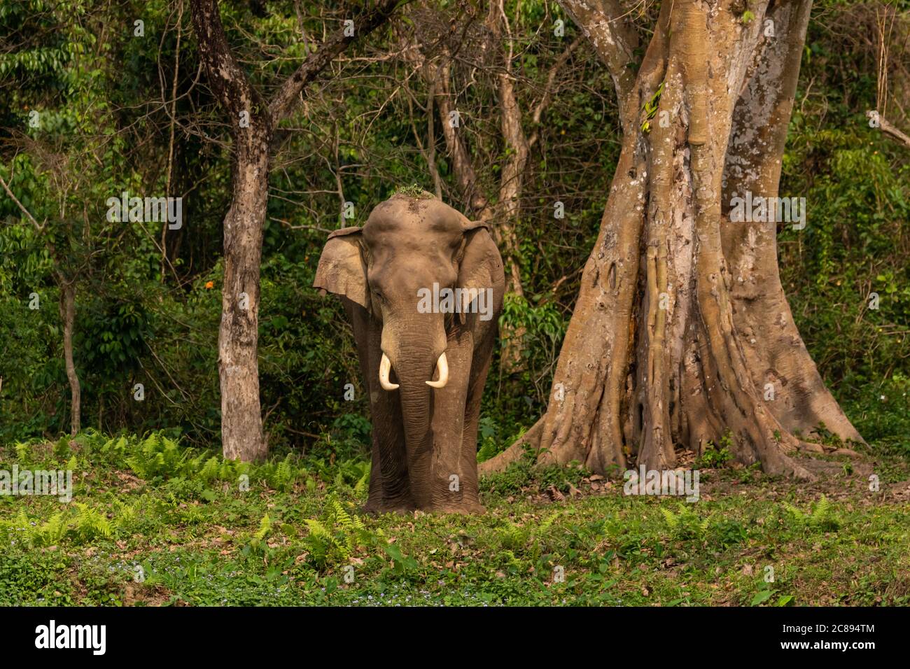 A selective focus image of a wild Asian Elephant with tusks standing at the edge of a jungle at a National park at West Bengal India Stock Photo