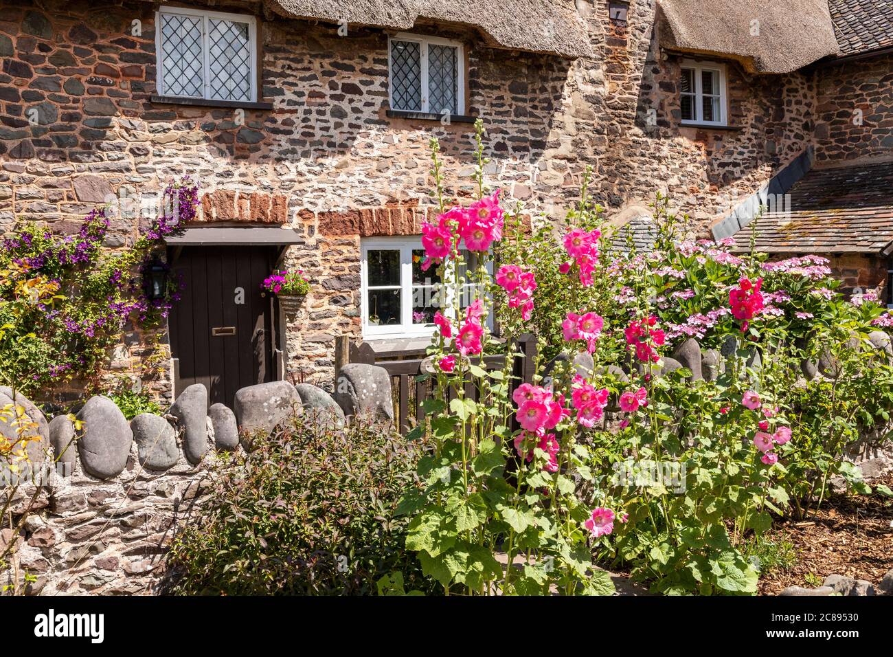 Hollyhocks flowering by the gate of a traditional thatched cottage on Exmoor National Park in the village of Bossington, Somerset UK Stock Photo
