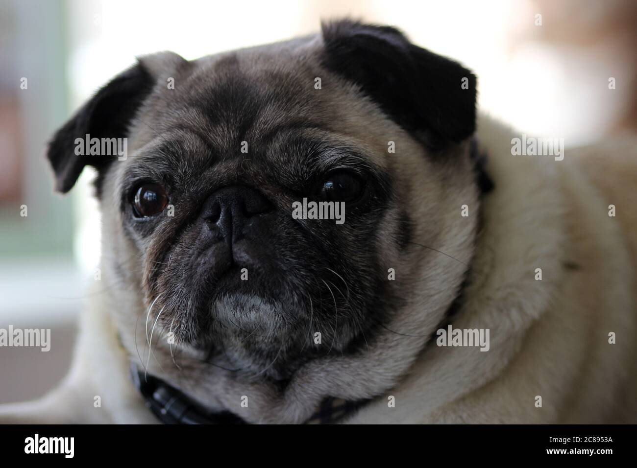 Pug portrait Stock Photo