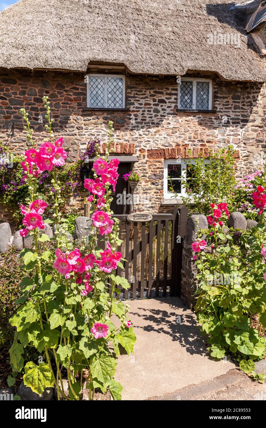 Hollyhocks flowering by the gate of a traditional thatched cottage on Exmoor National Park in the village of Bossington, Somerset UK Stock Photo
