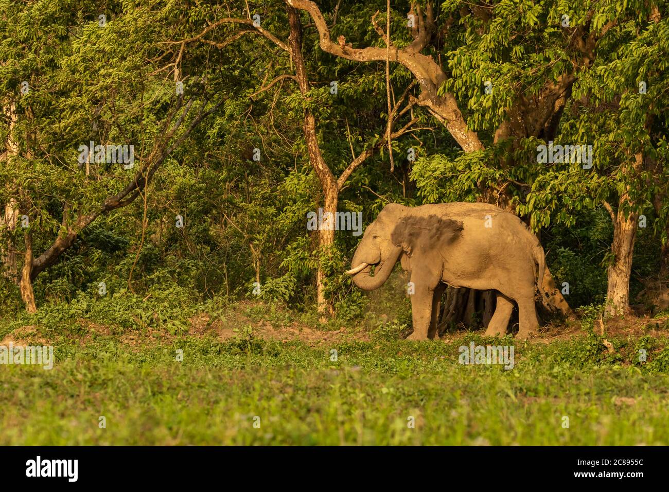 A wild Asian Elephant with tusks standing  at a National park and splattering mud on its body and taking a mud bath Stock Photo